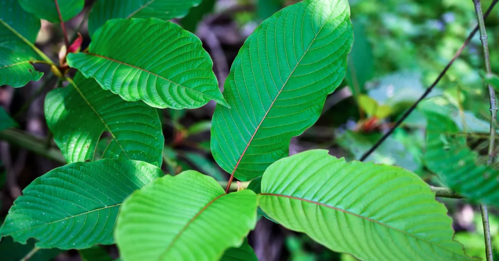 Kratom Strains